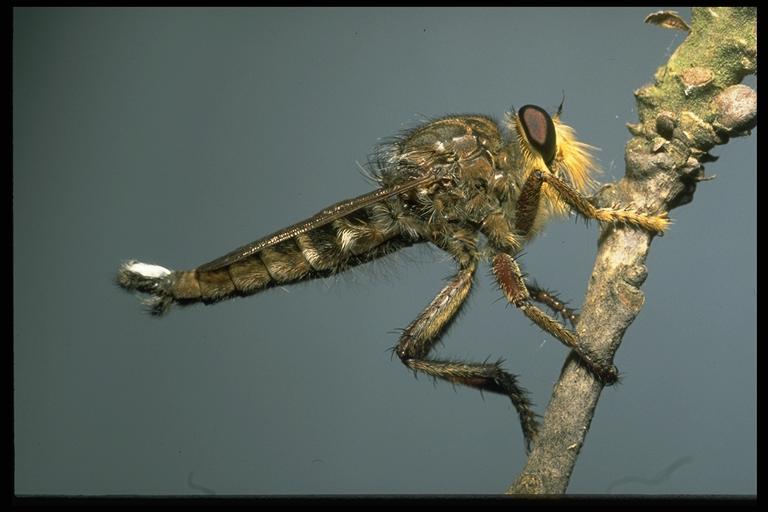 A robber fly, (Diptera: Asilidae). Photo by Drees.