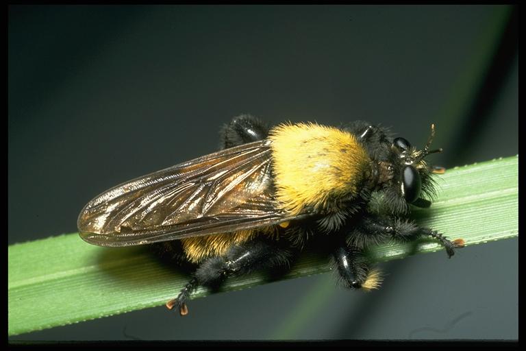 A robber fly, Laphria sp. (Diptera: Asilidae). Photo by Drees.