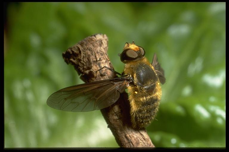 A bee fly (Diptera: Bombyliidae). Photo by Drees.