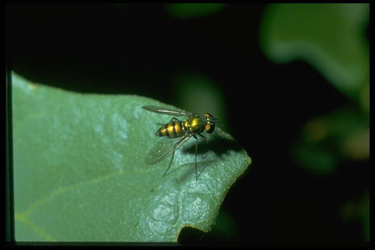 A long-legged fly, (Diptera: Dolichopodidae). Photo by Jackman.