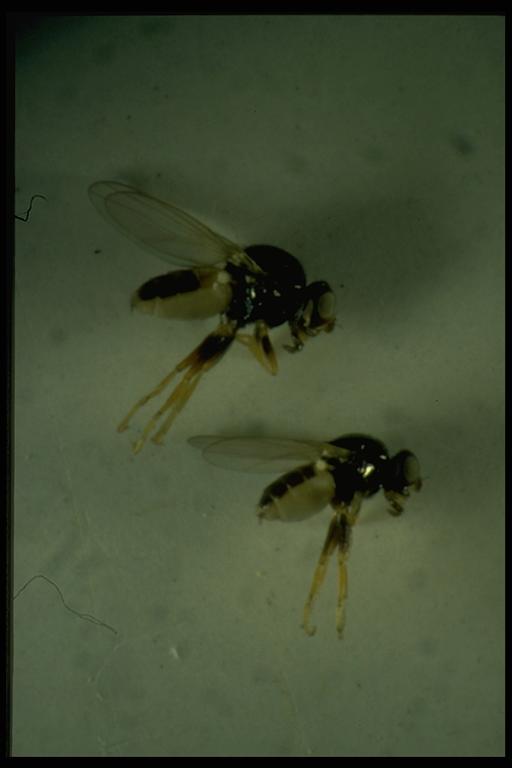 Eye gnats, Hippelates sp. (Diptera: Chloropidae). Photo by Drees.
