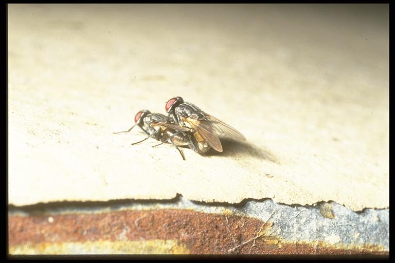 House flies, Musca domestica Linnaeus (Diptera: Muscidae), mating. Photo by Drees.