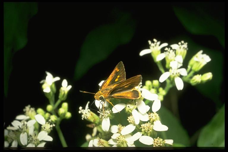 A skipper, (Lepidoptera: Hesperiidae). Photo by Drees.