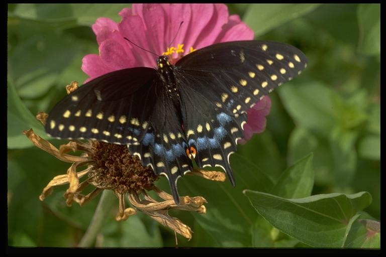 Black swallowtail, Papilio polyxenes asterius Stoll (Lepidoptera: Papilionidae), adult. Photo by Drees.