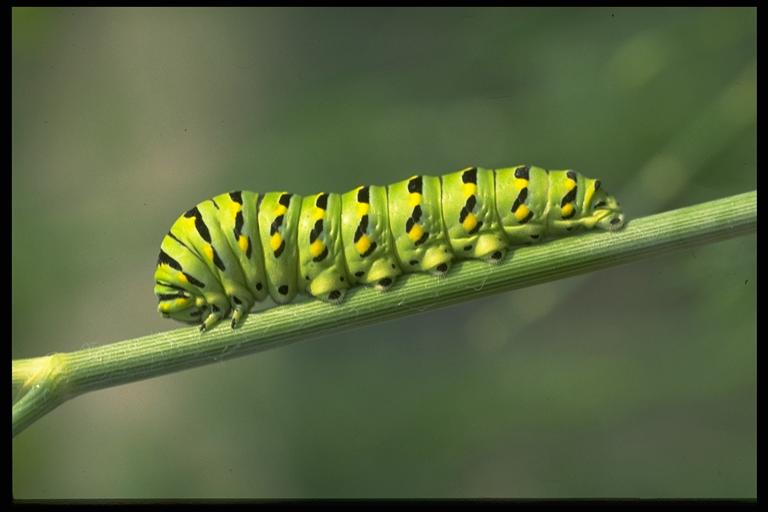 Black swallowtail, Papilio polyxenes asterius Stoll (Lepidoptera: Papilionidae), caterpillar. Photo by Drees.