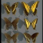 Swallowtail butterflies, (Lepidoptera: Papilionidae). Photo by Drees. Top: palamedes swallowtail, Papilio palamedes Drury; Papilio multicaudatus Kirby; Middle: tiger swallowtail, Papilio glaucus Linnaeus; Bottom: spicebush swallowtail, Papilio troilus Linnaeus.