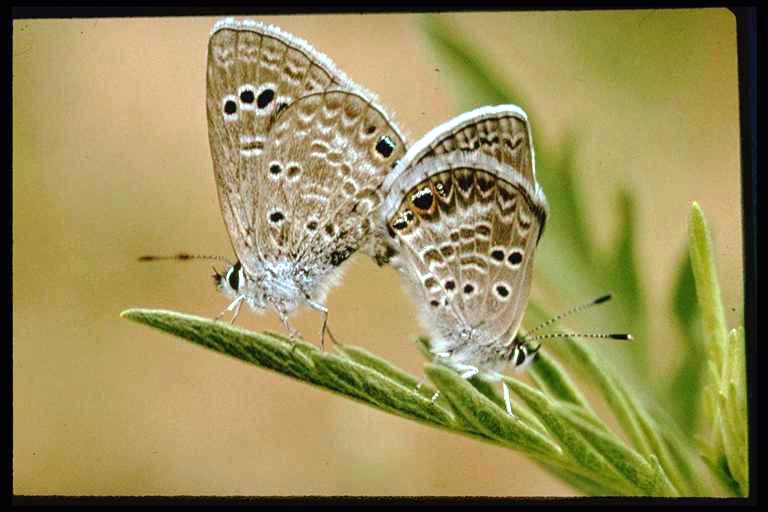 Blues (Lepidoptera: Lycaenidae), mating. Photo by J. Lee.