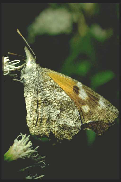 Snout butterfly, Libytheana bachmanii (Kirtland) (Lepidoptera: Libytheidae). Photo by Drees.