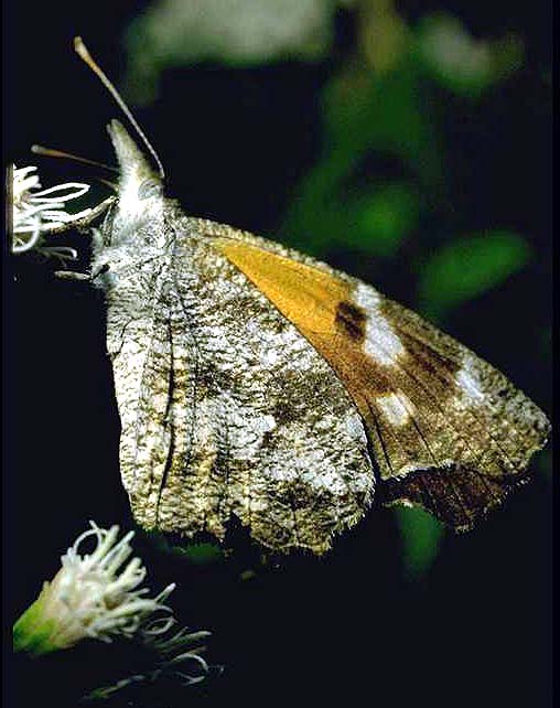 Snout butterfly,Libytheana bachmanii (Kirtland)(Lepidoptera: Libytheidae).Photo by Mike Quinn.