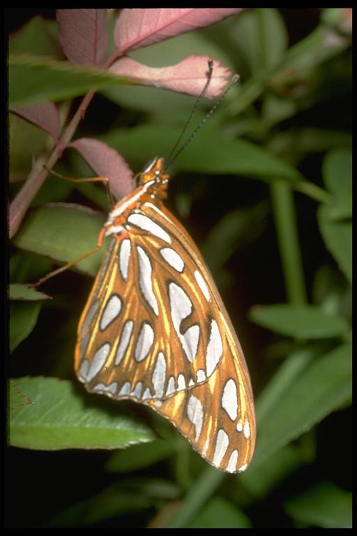 Gulf fritillary, Agraulis vanillae incarnata (Riley) (Lepidoptera: Nymphalidae), adult. Photo by Drees.