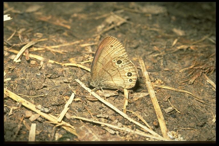 Little wood satyr, Hermeuptychia (Euptychia) hermes (Fabricius) (Lepidoptera: Satyridae). Photo by Drees. 
