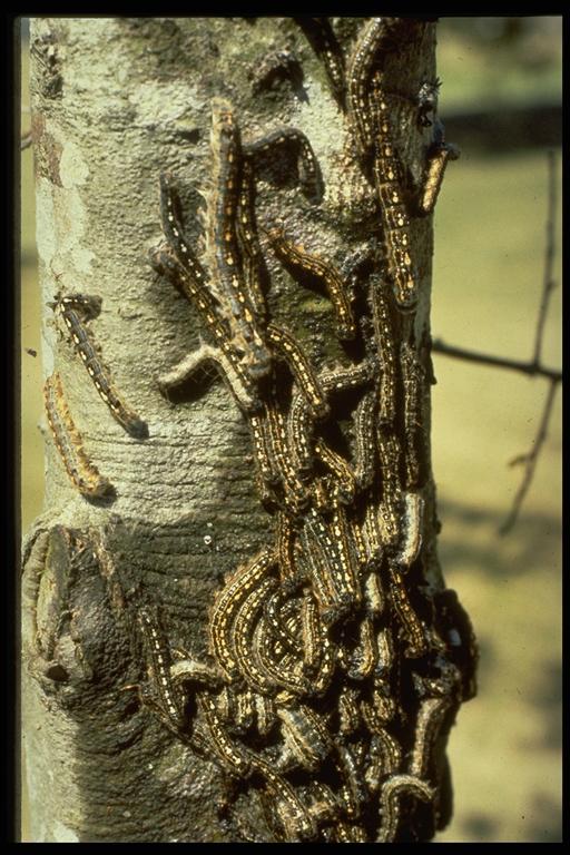Forest tent caterpillars , Malacosoma disstria Hübner (Lepidoptera: Lasciocampidae), on tree trunk. Photo by G. McIlveen, Jr.