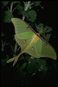 Luna moth, Actias luna (Linnaeus) (Lepidoptera: Saturniidae), adult. Photo by Drees.