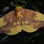 Imperial moth, Eacles imperialis (Drury) (Lepidoptera: Saturniidae), adult. Photo by Jackman.