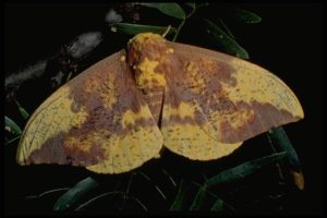 Imperial moth, Eacles imperialis (Drury) (Lepidoptera: Saturniidae), adult. Photo by Jackman.