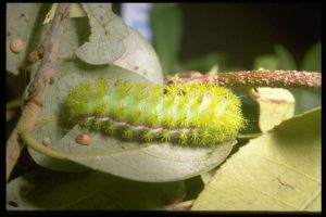 Io moth , Automeris io (Fabricius) (Lepidoptera: Saturniidae), caterpillar. Photo by R. Parker.
