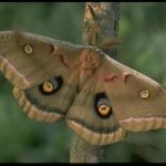 Polyphemus moth, Antheraea polyphemus (Cramer) (Lepidoptera: Saturniidae), adult. Photo by Drees.