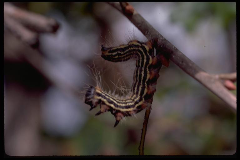 Yellownecked caterpillar, Datana ministra (Drury) (Lepidoptera: Notodontidae), on oak. Photo by Drees.