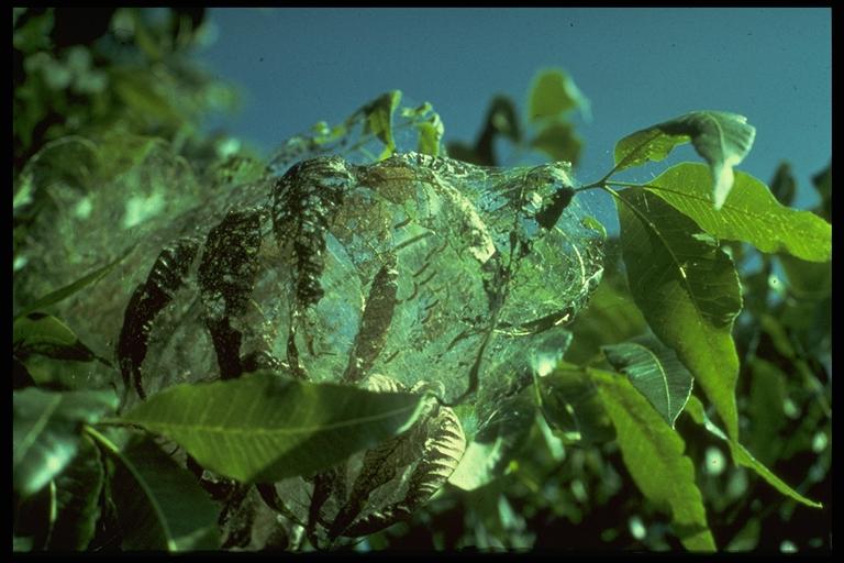 syksyinen verkkosilmä, Hyphantria cunea (Drury) (Lepidoptera: Arctiidae), seitti pekaanipähkinällä. Kuva: Drees.