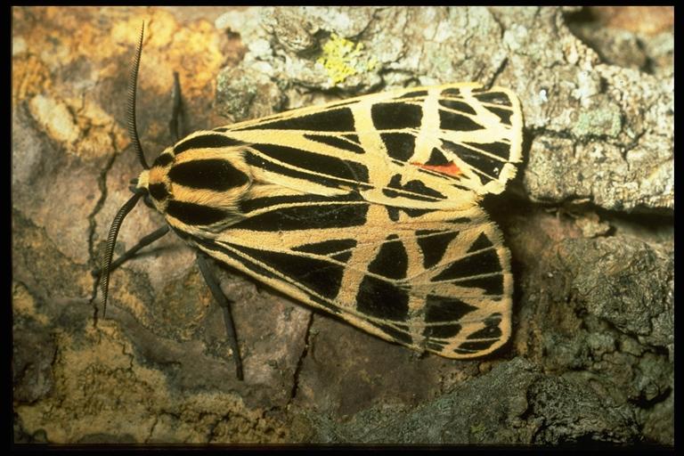 Virgin tiger moth, Grammia virgo Linnaeus (Lepidoptera: Arctiidae), adult. Photo by Drees.