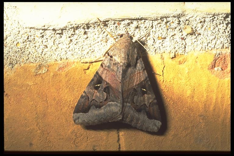 A noctuid moth, Melipotis sp. (Lepidoptera:Noctuidae). Photo by Drees.