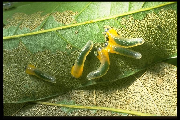 A sawfly (Hymenoptera: Cimbicidae, Diprionidae or Tenthredinidae) larvae on oak. Photo by Drees.