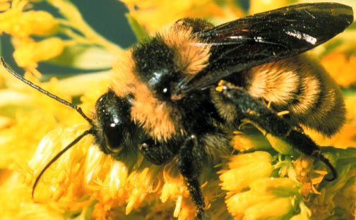 A bumble bee, Bombus sp. (Hymenoptera: Apidae), male. Photo by Drees. 