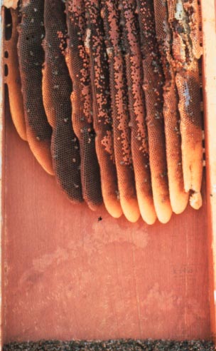 Honey bee, Apis mellifera Linnaeus (Hymenoptera: Apidae), nest in wall void. Photo by A. Sparks, Jr.