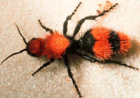 Red velvet ant or "cow killer", Dasymutilla occidentalis (Linnaeus) (Hymenoptera: Mutillidae).Photo by Drees. 