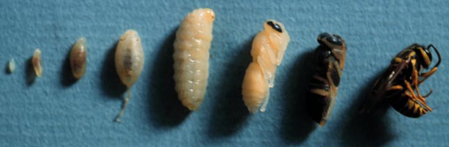 Southern yellowjackets, Vespula squamosa (Drury) (Hymenoptera: Vespidae), developmental stages; larval stages (instars), pupae, adult. Photo by Drees. 