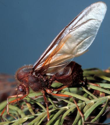 Texas leafcutting ant, Atta texana (Buckley) (Hymenoptera: Formicidae), winged male reproductive. Photo by Drees. 