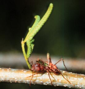 Texas leafcutting ant, Atta texana (Buckley) (Hymenoptera: Formicidae), worker carrying leaves. Photo by Jackman.