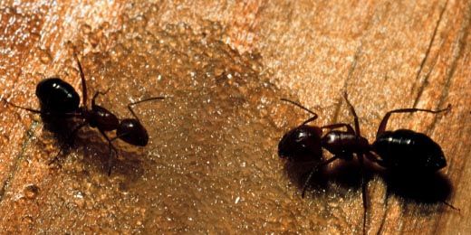 A carpenter ant, Camponotus sp. (Hymenoptera: Formicidae), workers at wet sugar. Photo by Drees. 