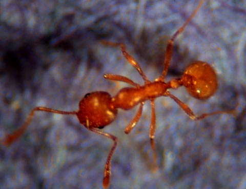 Pharaoh ant, Monomorium pharaonis (Linnaeus) (Hymenoptera: Formicidae), worker. Photo by Drees. 