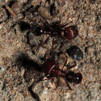 Red harvester ant, Pogonomyrmex barbatus Smith (Hymenoptera: Formicidae), workers at nest entrance. Photo by Drees.