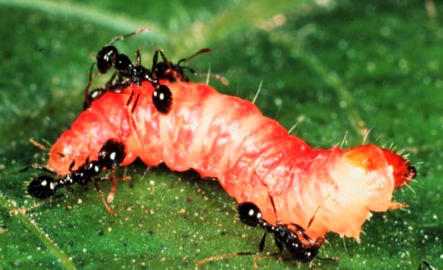  Red imported fire ant, Solenopsis invicta Buren (Hymenoptera: Formicidae), workers attacking pink bollworm. Photo by W. Sterling. 