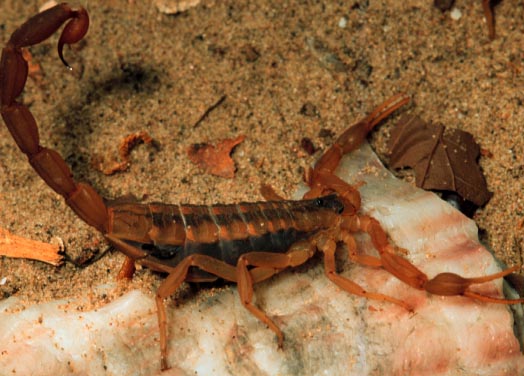 Striped bark scorpion, Centruoides vittatus (Say) (Scorpionida: Buthidae). Photo by G. McIlveen, Jr.