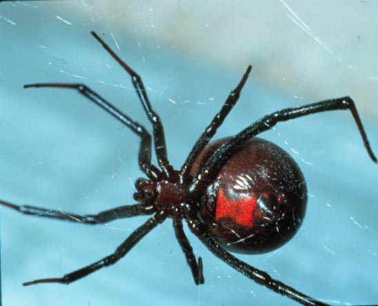 Southern black widow, Latrodectus mactans Fabricius (Araneae: Theridiidae). Photo by Jackman. 