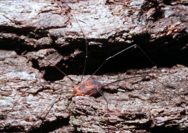 A harvestman, (Opiliones). Photo by Drees. 