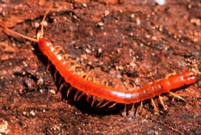 A centipede, Scolopendra sp. (Chilopoda Scolopendromorpha: Scolopendridae). Photo by Drees. 