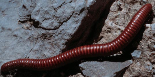A millipede, (Diplopoda). Photo by Drees. 