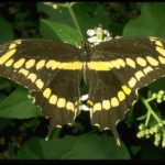 Giant swallowtail, Papilio cresphontes Cramer (Lepidoptera: Papilionidae), adult. Photo by Drees.
