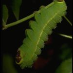Luna moth, Actias luna (Linnaeus) (Lepidoptera: Saturniidae), caterpillar. Photo by Drees.