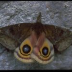 Io moth , Automeris io (Fabricius) (Lepidoptera: Saturniidae), adult. Photo by R. Parker.