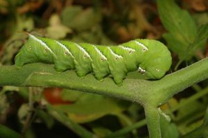 Tobacco Hornworm on plant. Photo by Mke Merchant